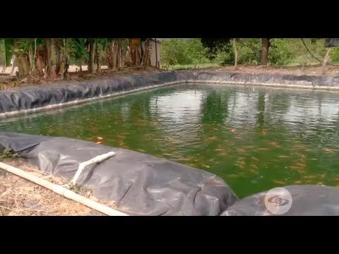 Ventajas de los Estanques de Plástico en la Decoración