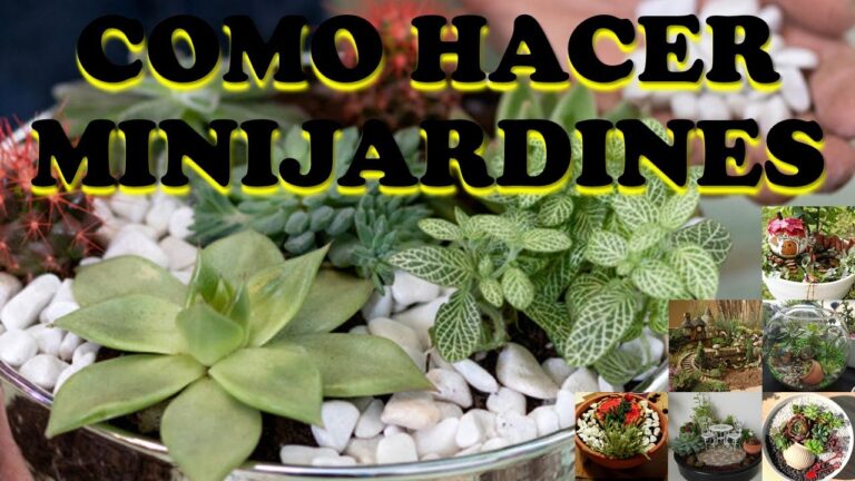 Jardín de Cactus: Un Toque Decorativo Único