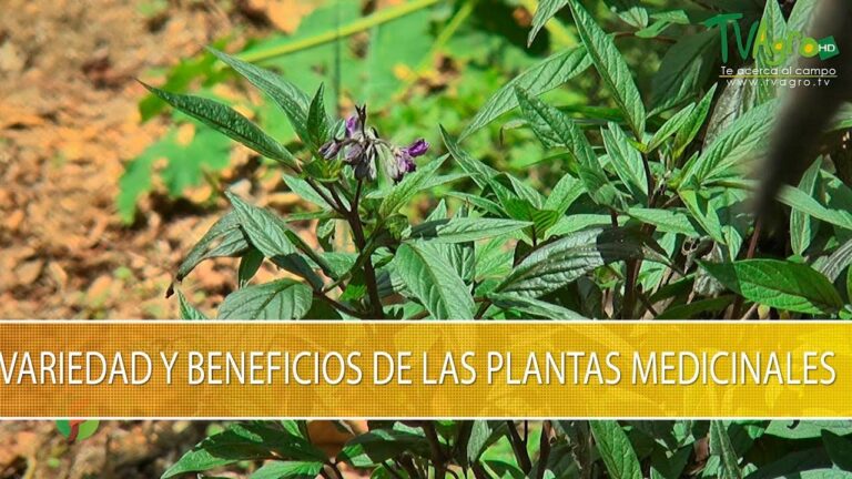 Plantas de Sol: Beneficios Medicinales Revelados