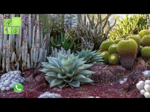 Especies de Plantas Ideales para Jardines Urbanos