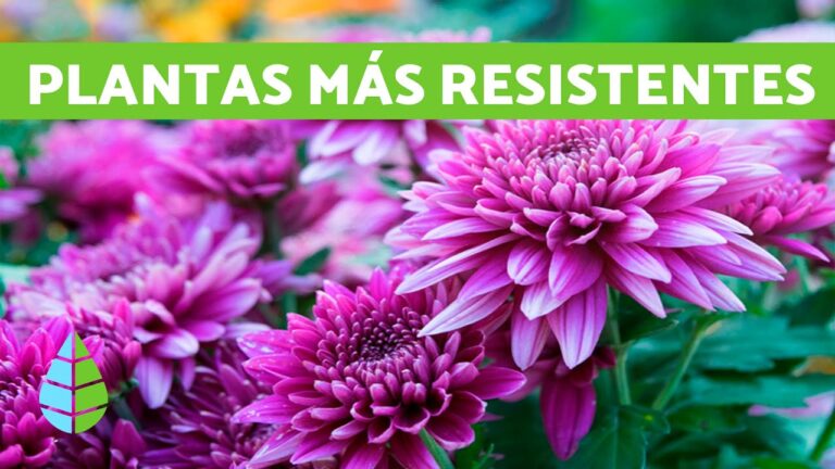 Plantas Ideales para Jardines de Montaña