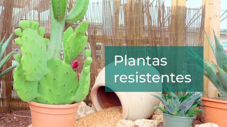 Plantas Resilientes para Jardines de Cactus