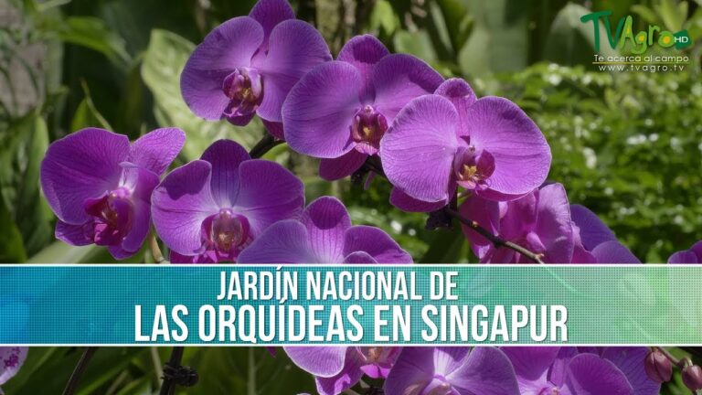 Descubre los Jardines de Orquídeas en un Jardín Botánico