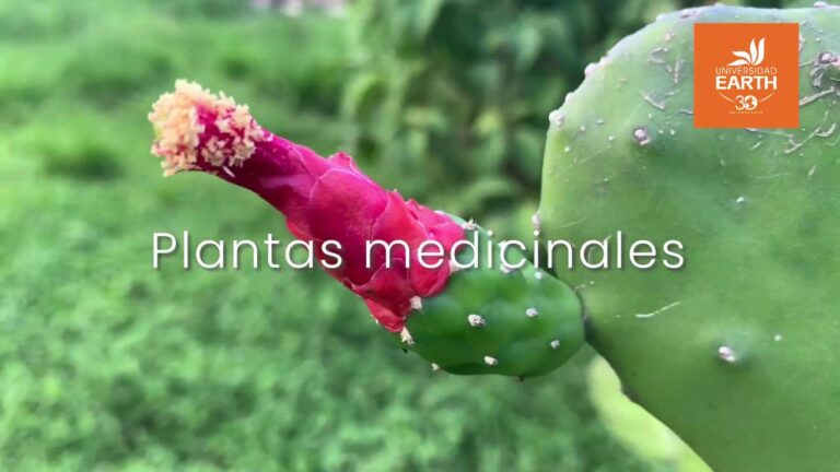 Plantas y Flores: Aliadas Naturales para la Salud
