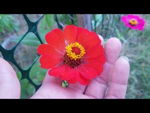 Jard&iacute;n de Plantas y Flores: Un Oasis Natural