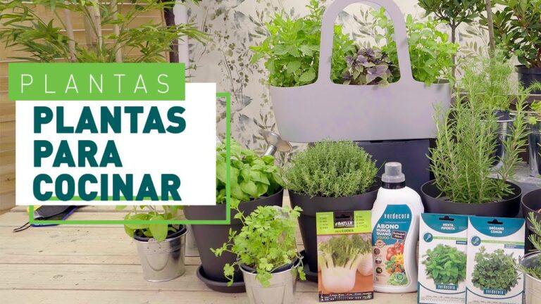 Especies de Plantas Ideales para un Jardín de Hierbas
