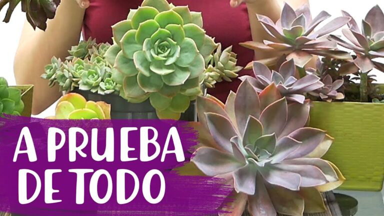 Especies de Suculentas Ideales para Jardines