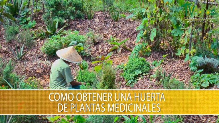 Cultivo Efectivo de Plantas Medicinales para Uso Terapéutico