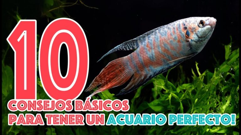 Cuidado Esencial del Agua en Estanques Decorativos