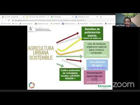 Sostenibilidad: El Rol de Plantas y Flores en la Vida Urbana