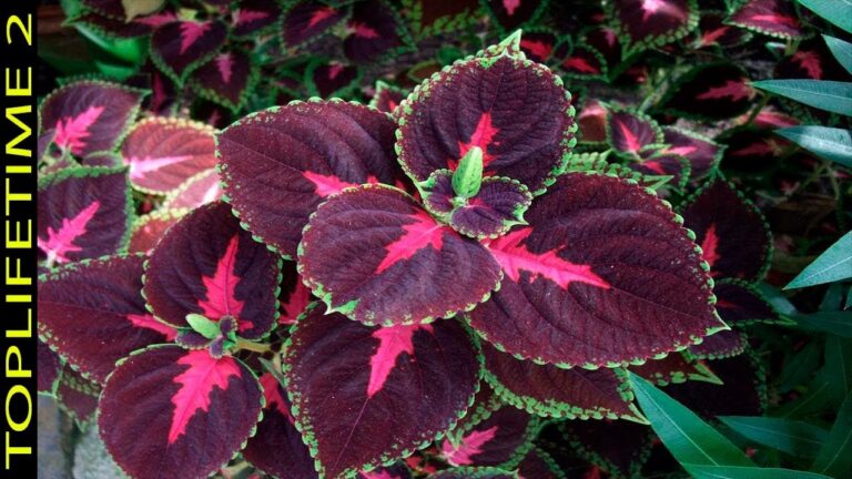 Variedades de Plantas de Sombra y sus Flores Espectaculares