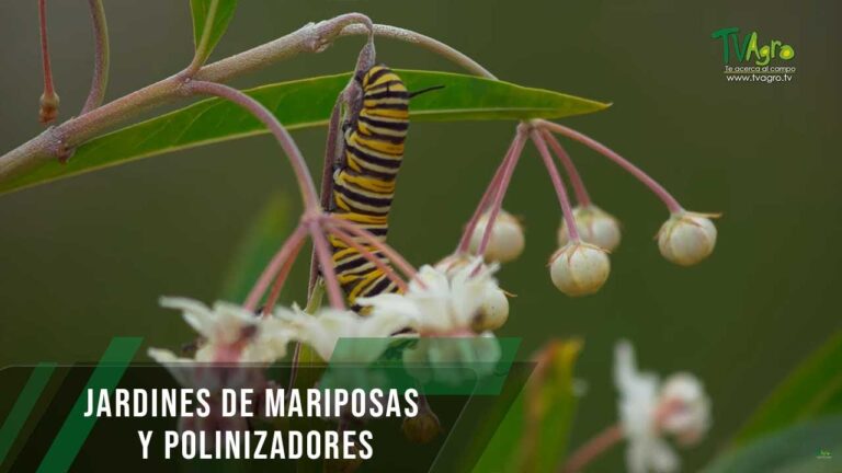 Plantas Perfectas para Atraer Mariposas en tu Jardín