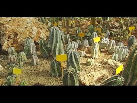 Explorando Jardines de Cactus en un Jardín Botánico