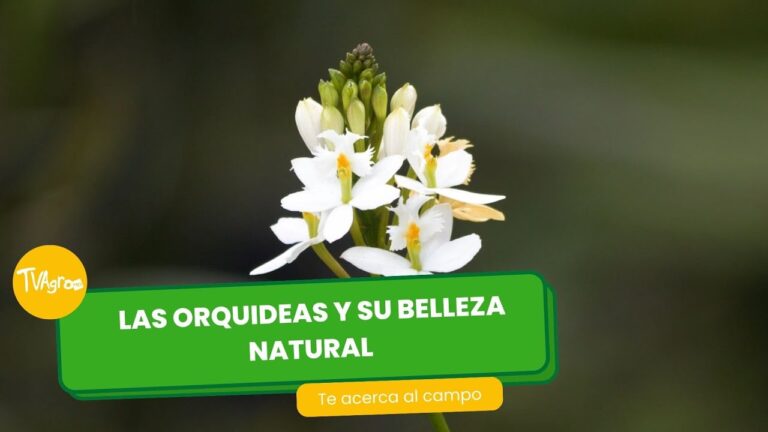 La belleza natural de plantas y flores del bosque