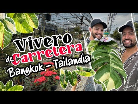 Flores Vibrantes para Transformar Jardines Tropicales