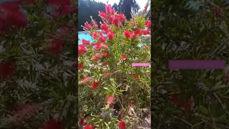 Jardines con Influencia Marítima: Diseño y Estilo Costero