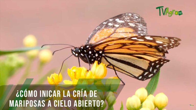 Jardín de Mariposas: Creando un Espacio Mágico en Casa