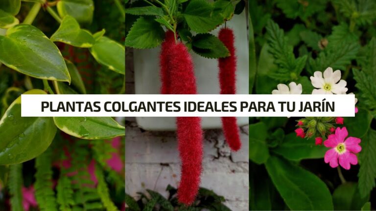 Cuidados Esenciales para Jardines Colgantes