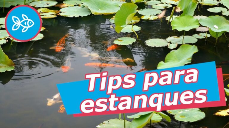 Gu&iacute;a para el Mantenimiento Adecuado de Estanques Ornamentales