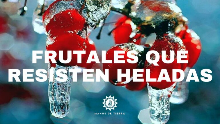 Plantas Adaptadas a la Altitud: Estrategias de Supervivencia en Entornos Extremófilos