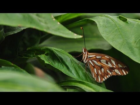 Jardín de Mariposas: La Belleza Natural en Tu Hogar