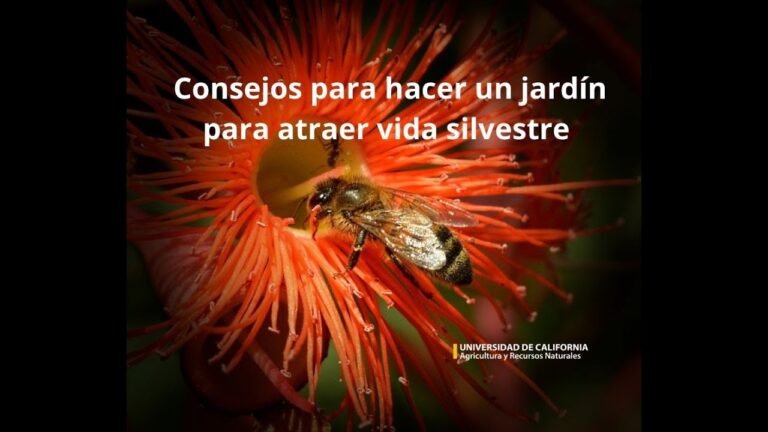 Guía para la Creación de un Jardín Silvestre