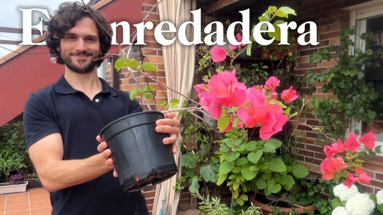Pérgolas con Enredaderas: Transformando Terrazas en Espacios Naturales