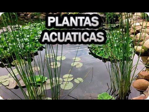 Estanques de Jardín: La Belleza Natural en Tu Hogar