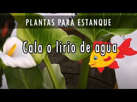 Guía Esencial para el Cuidado de Lirios en Estanques Exteriores