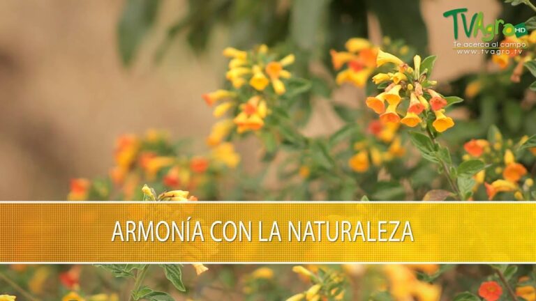 Armonía y Equilibrio en el Jardín de Rocas