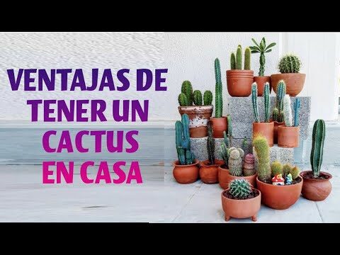 Beneficios de Tener un Jardín de Cactus en Casa